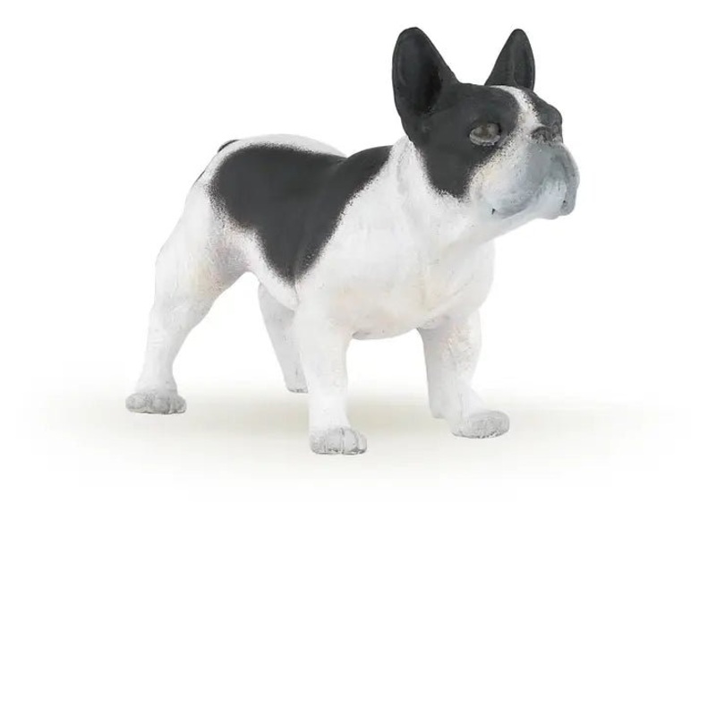 French Black and White Bulldog