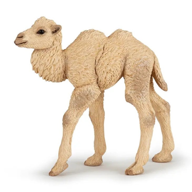 Camel Calf