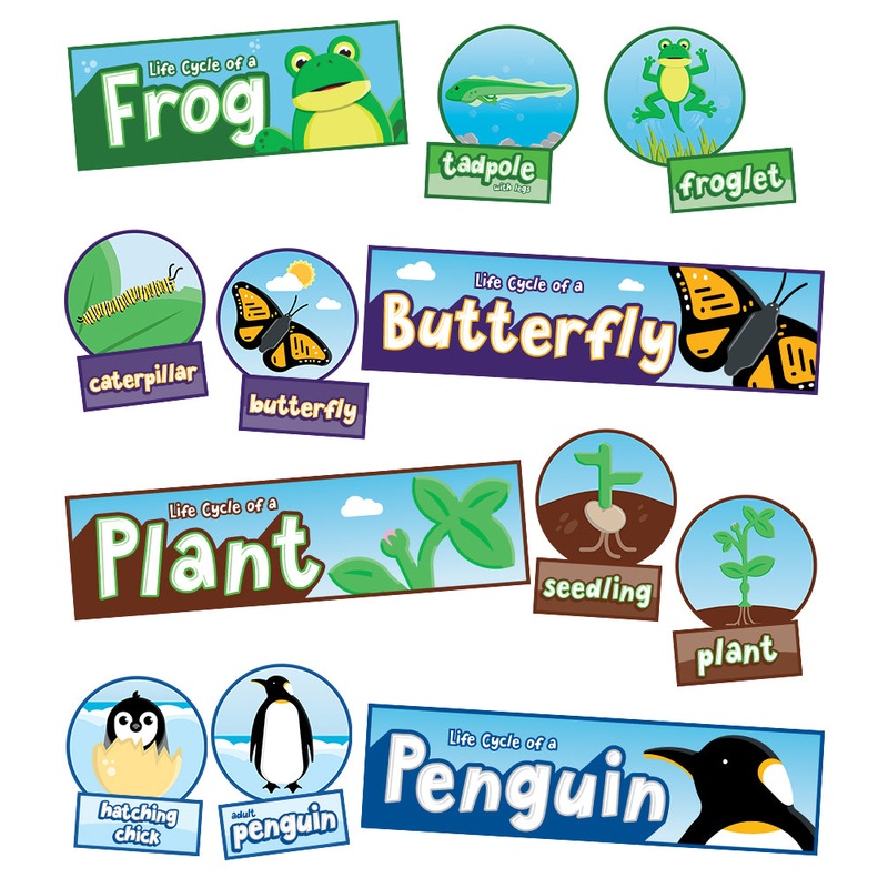 Life Cycles Bulletin Board Set